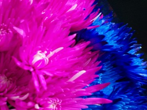 Song Journey Home - A poetic journey. An unraveling of whimsical revelations.